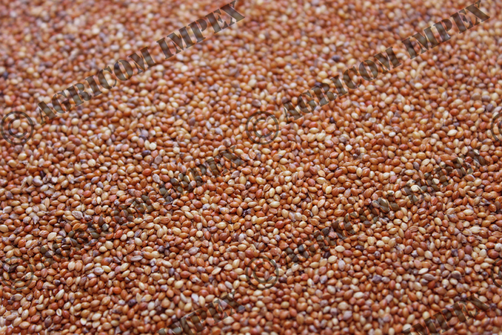 Red Millet